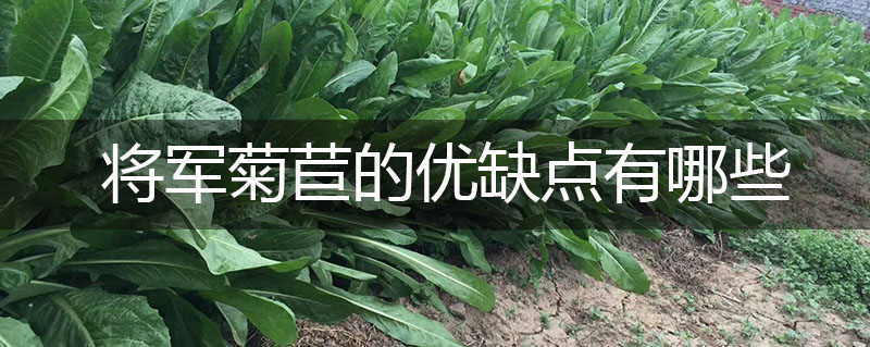 將軍菊苣牧草的優(yōu)缺點(diǎn)有哪些