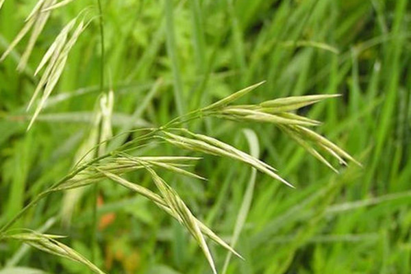 無(wú)芒雀麥.jpg