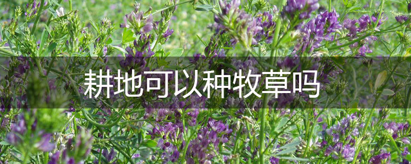 耕地可以種牧草嗎