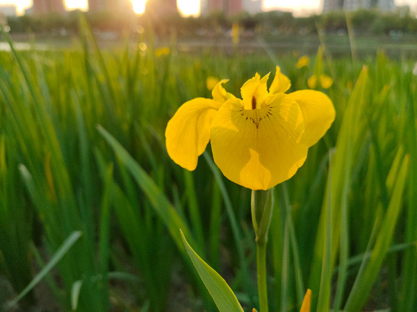 黃菖蒲4_副本.jpg