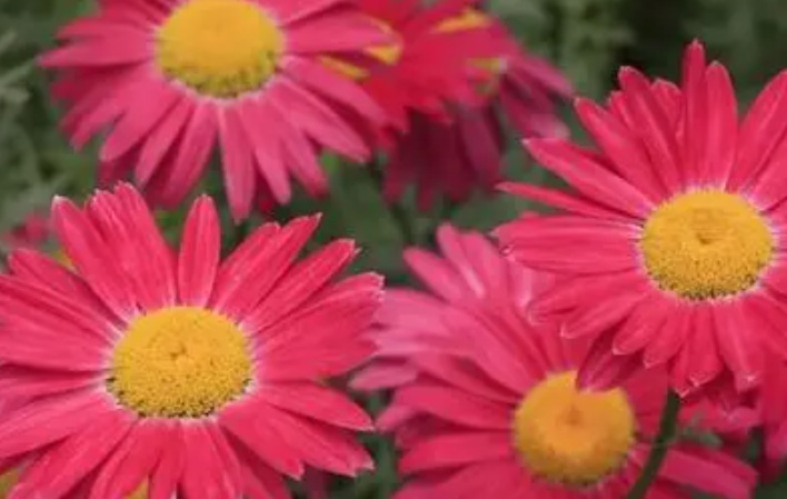 除蟲菊1.jpg