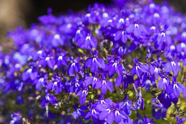 家庭如何養(yǎng)爆盆藍(lán)花亞麻六倍利
