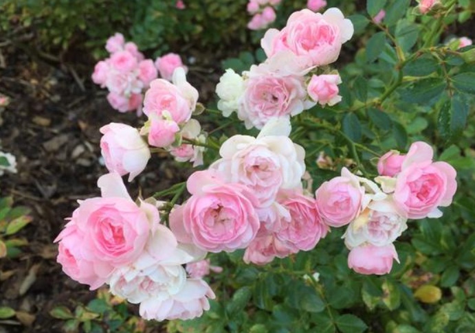 月季花1.jpg