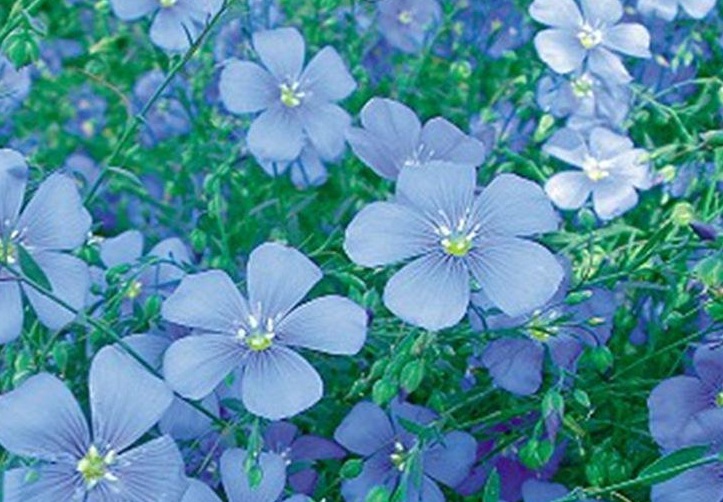 藍(lán)花1111.jpg