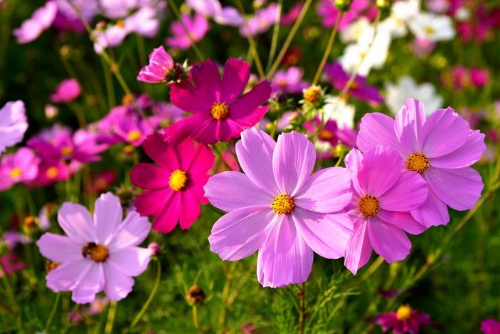 格桑花2.jpg