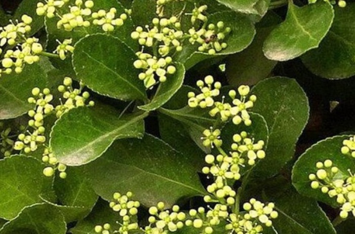黃楊看開(kāi)花.jpg