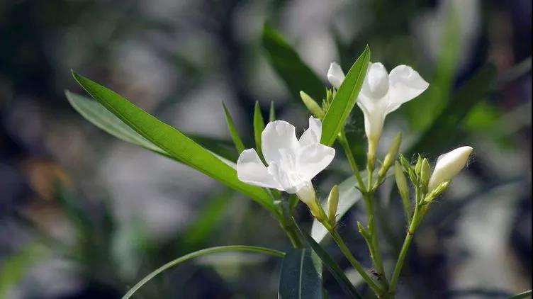 勿忘草又名勿忘我，因?yàn)橹仓晔中∏?，可以種植在盆栽里觀賞