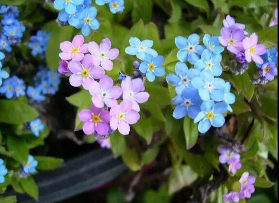 勿忘草又名勿忘我，因?yàn)橹仓晔中∏?，可以種植在盆栽里觀賞