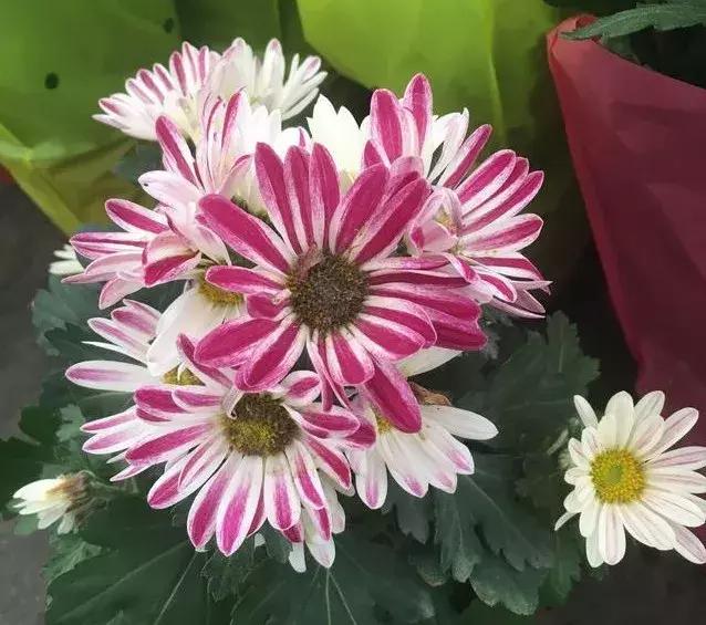 小雛菊如何養(yǎng)護，做到以下四點