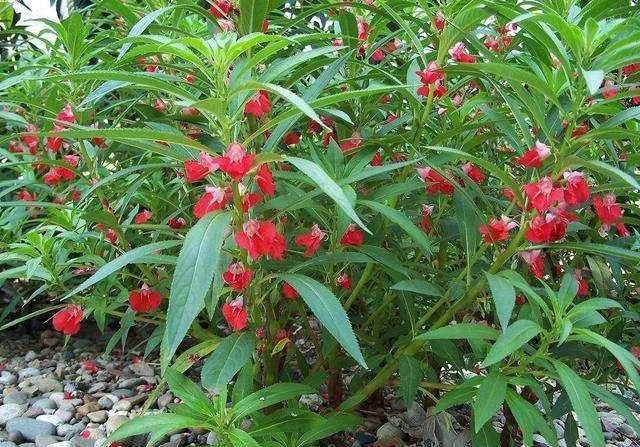 鳳仙花又叫指甲花，應該如何播種