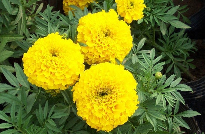 萬壽菊1.jpg