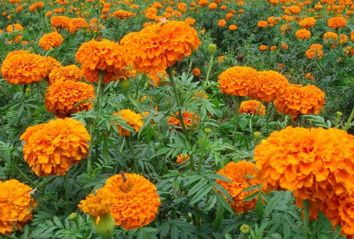 萬壽菊3.jpg