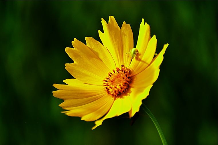 科普 | 金雞菊、金盞菊、金光菊、日光菊你能分得清嗎？