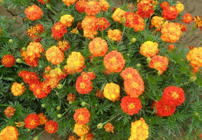 孔雀草3_副本.jpg
