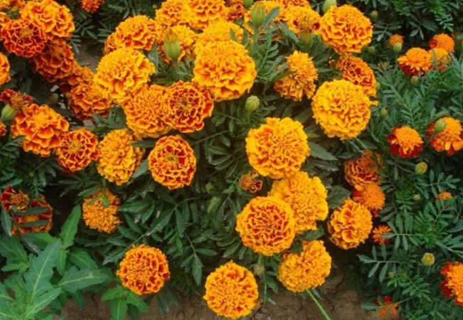 孔雀草1_副本.jpg