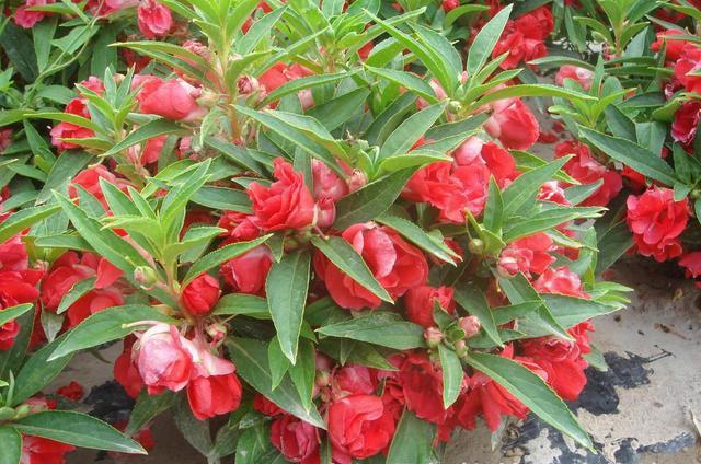 鳳仙花又叫指甲花，應(yīng)該如何播種