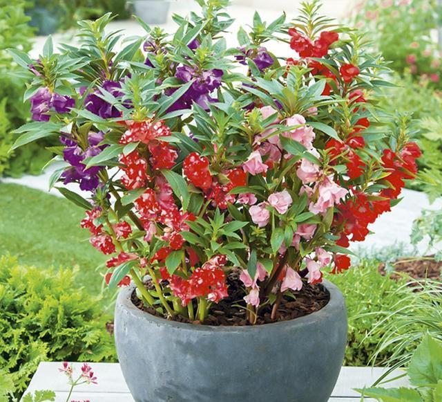 鳳仙花又叫指甲花，應(yīng)該如何播種