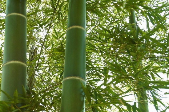 image.jpg