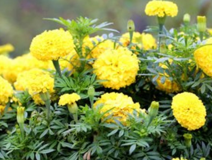 萬(wàn)壽菊2222222222222222.jpg