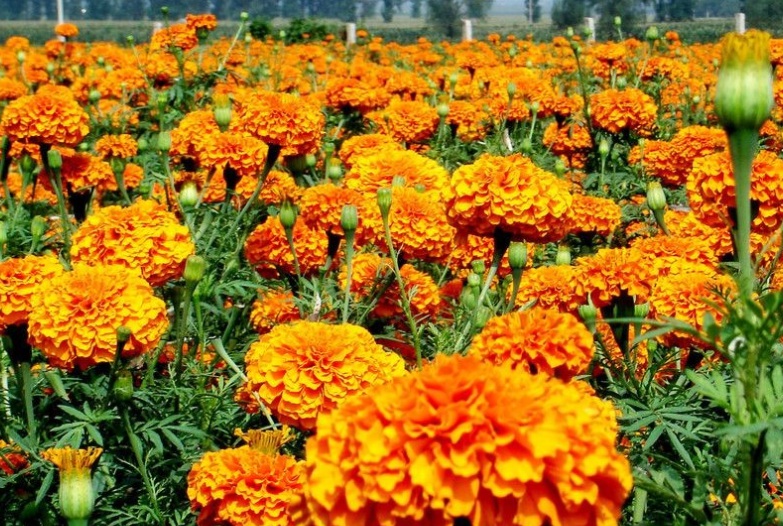 萬(wàn)壽菊33333333333333333333333.jpg