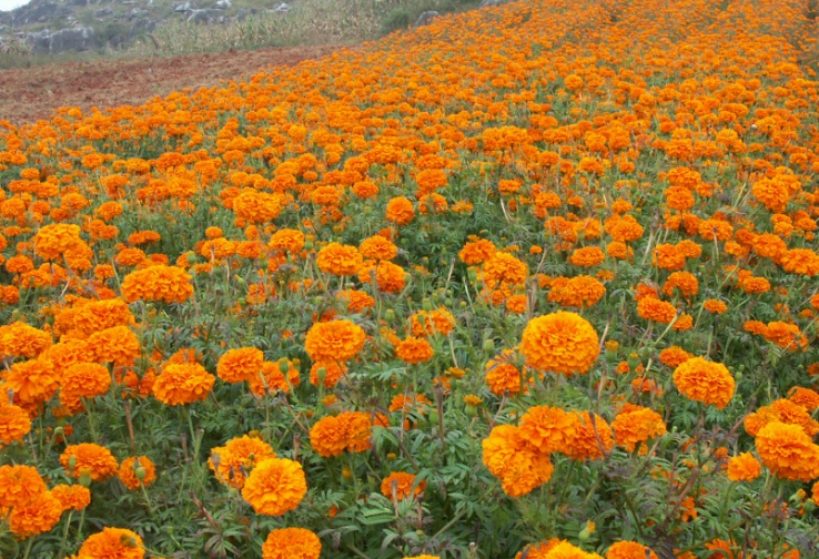 萬(wàn)壽菊101010.jpg
