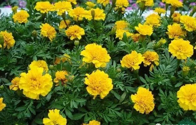這種花居然叫做孔雀草，一直以為是太陽花呢，這次又長知識了！