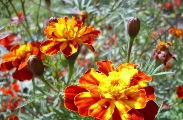 這種花居然叫做孔雀草，一直以為是太陽花呢，這次又長知識了！