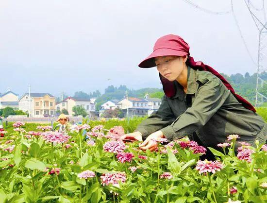 百日草生長期養(yǎng)護(hù)要點(diǎn)，百日草一年四季的養(yǎng)護(hù)方法