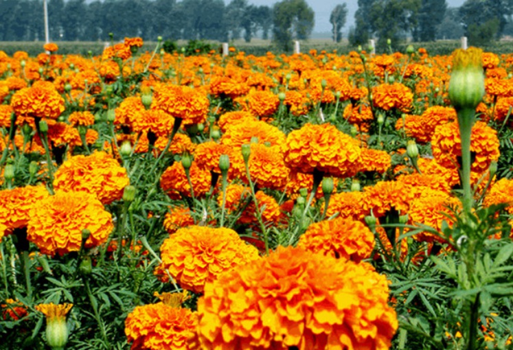 萬壽菊1.jpg