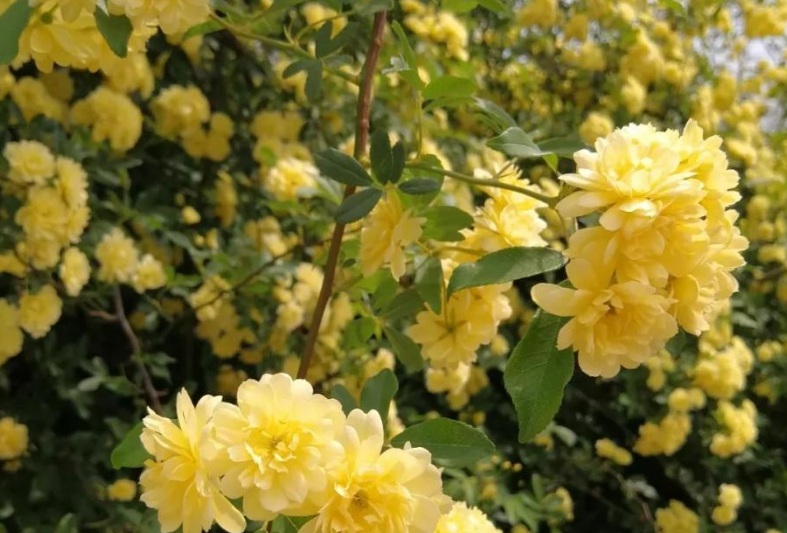 萬壽菊2.jpg