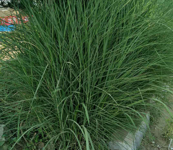 細葉芒草3_副本.jpg