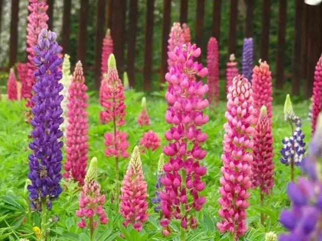 魯冰花繁殖技巧，怎么才能養(yǎng)好魯冰花？