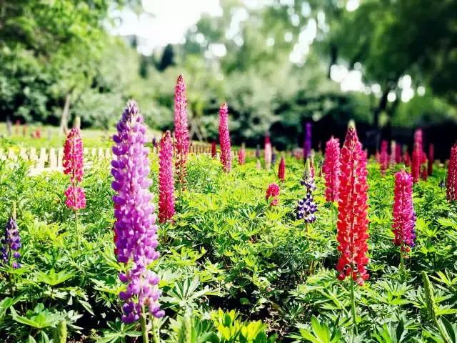 魯冰花繁殖技巧，怎么才能養(yǎng)好魯冰花？
