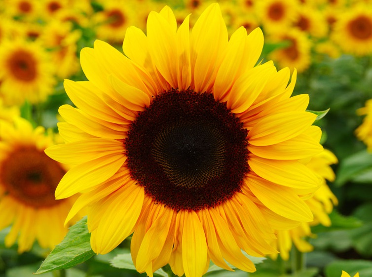太陽花2222222222.jpg