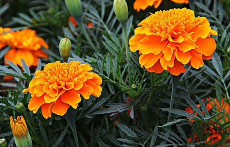 萬壽菊1.jpg