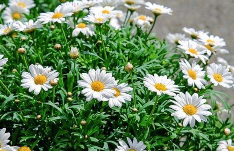 雛菊2.jpg