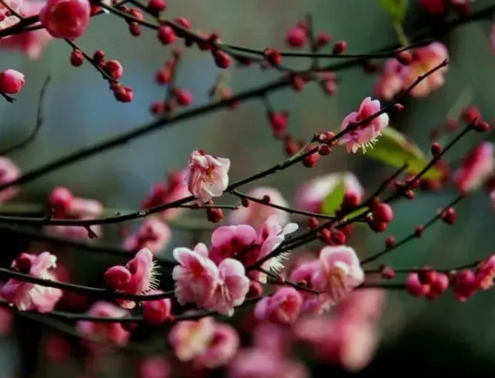 梅花3.jpg