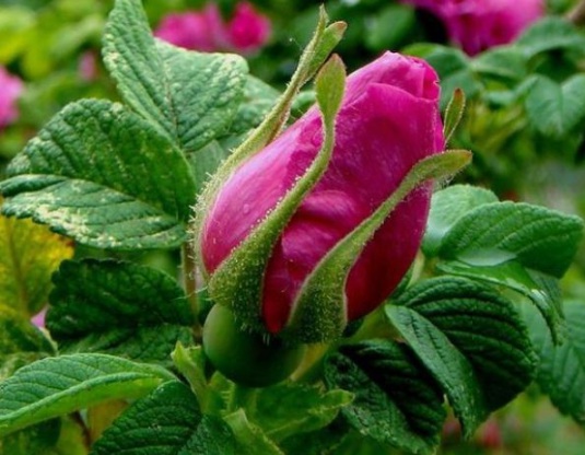 image.jpg