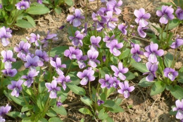 紫花地丁
