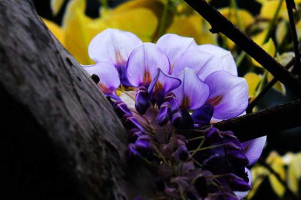 紫藤花