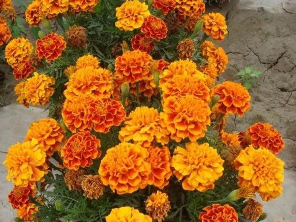 萬壽菊