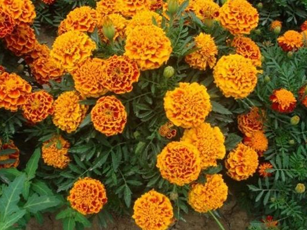 萬壽菊