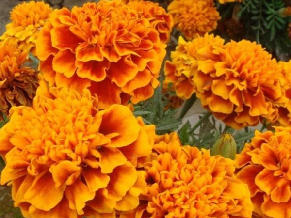 萬壽菊