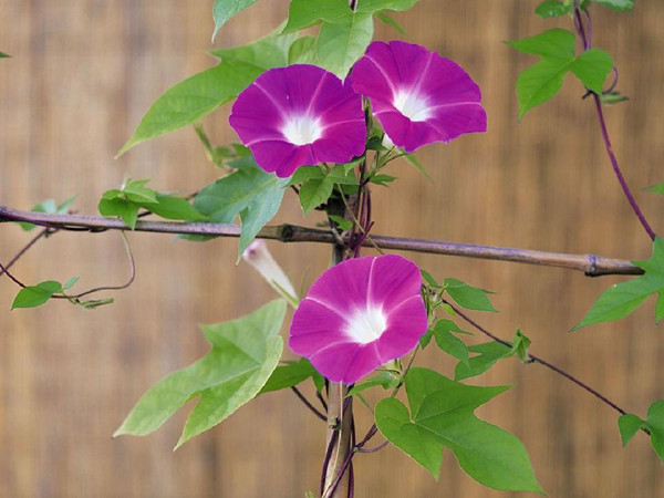 牽牛花