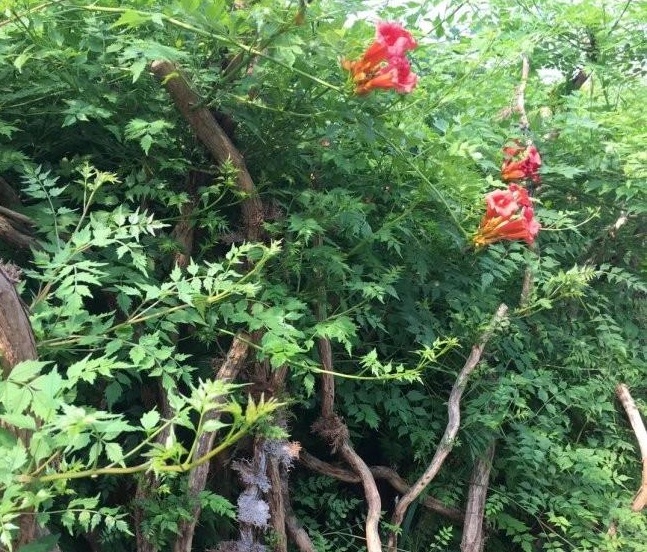 圖片.jpg