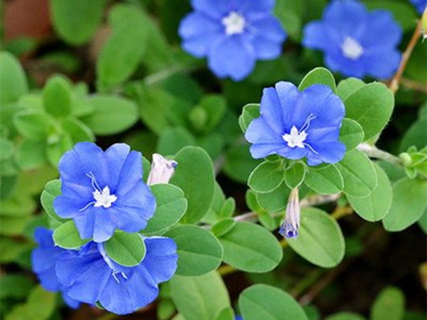 藍(lán)星花