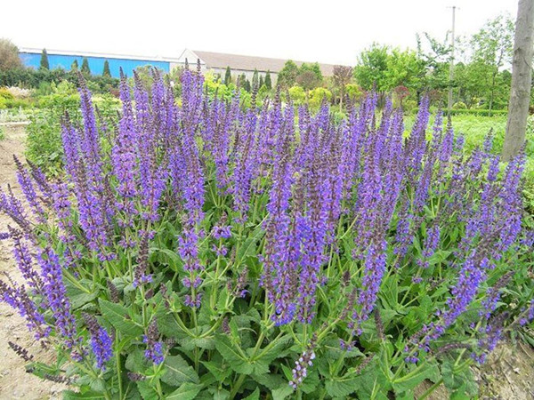 鼠尾草種植至開花需要多久