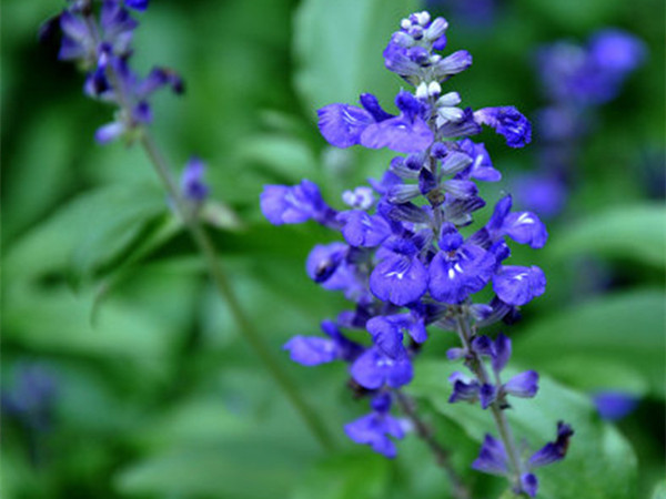 藍花鼠尾草開花能開多久