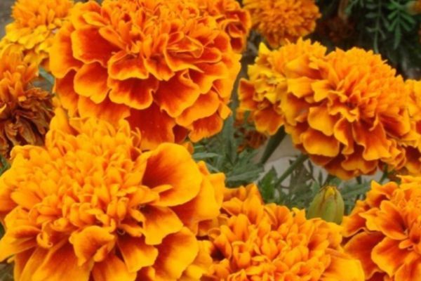萬壽菊