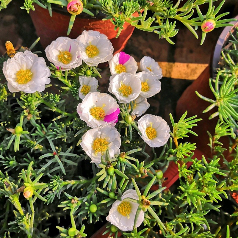 太陽花